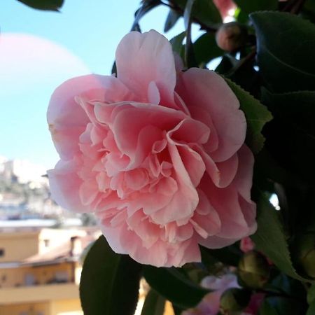 B&B Il Giardino Delle Camelie Palestrina Luaran gambar