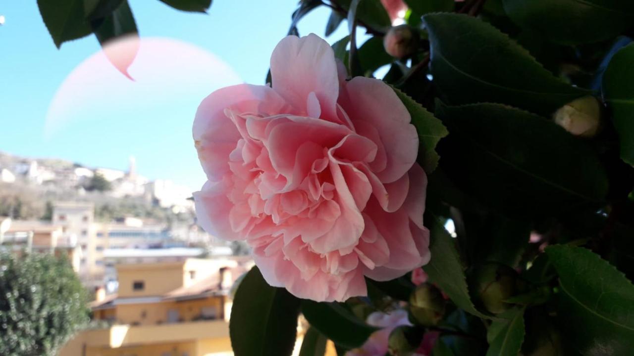 B&B Il Giardino Delle Camelie Palestrina Luaran gambar